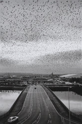 Digital Print - Starlings 1997